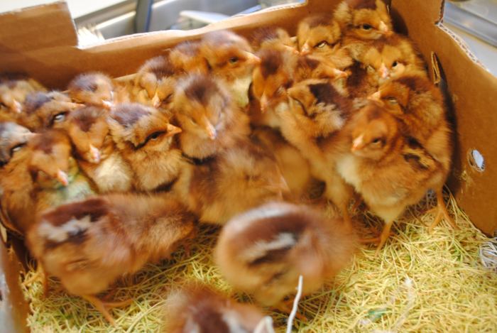 chicks-in-box