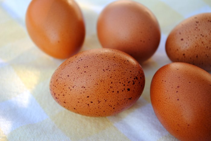 welsummer eggs 2