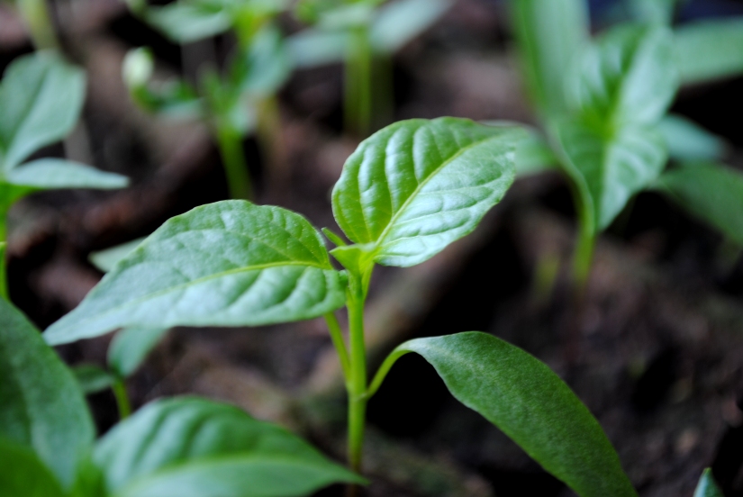 pepper-seedlings