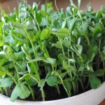 Growing Pea Shoots